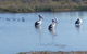 Avoca Dell Caravan Park - thumb 8