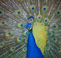 Willunga Peacock Farm Bed and Breakfast - Hotel Gold Coast