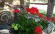 Adelaide Hills Country Cottages - Gum Tree Cottage - thumb 3