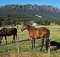 Hurlfield Farm Cottage - Hotel Gold Coast