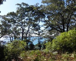 Booderee National Park: Bristol Point Camping Area - Hotel Gold Coast 1