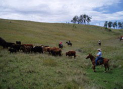 Camp Cobark - Hotel Gold Coast 2