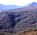 Callicoma Hill Eco-Cabins - Hotel Gold Coast