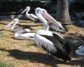 Laurieton NSW Hotel Gold Coast