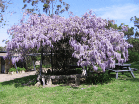 Studio Cottages Romantic Hideaway - Hotel Gold Coast 5