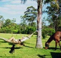 Neds Bed Horse O Tel - Hotel Gold Coast