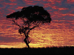 Kimba Caravan Park & Motel - Hotel Gold Coast 0