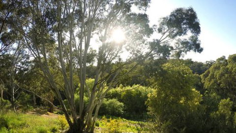 Springs Creek - Hotel Gold Coast 4