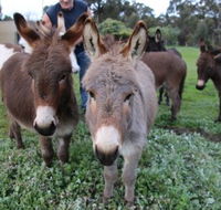 Donkey Tales Farm Cottages - Hotel Gold Coast