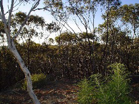 Lions Dryandra Woodlands Village - Hotel Gold Coast 0