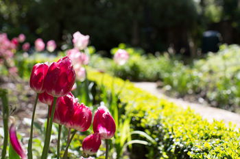 Adeline Bed And Breakfast - Hotel Gold Coast 17