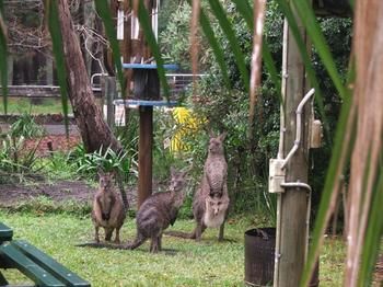 Jervis Bay Cabins - Hotel Gold Coast 6