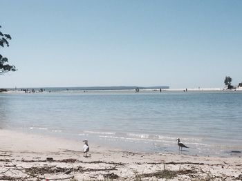Huskisson Beach Bed And Breakfast - Hotel Gold Coast 3