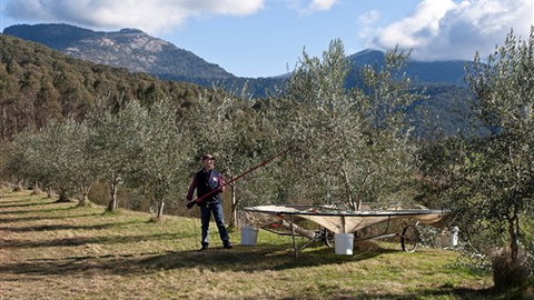 Karoonda Olive Grove Retreat At Mt Buffalo Olives - Hotel Gold Coast 3