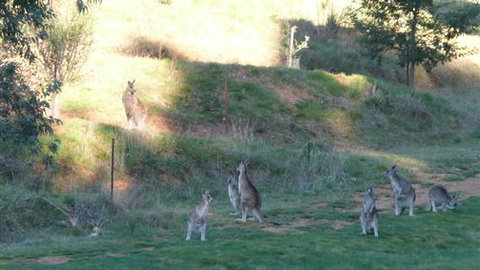 Karoonda Olive Grove Retreat At Mt Buffalo Olives - Hotel Gold Coast 6