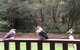 Wildwood Retreat - thumb 1