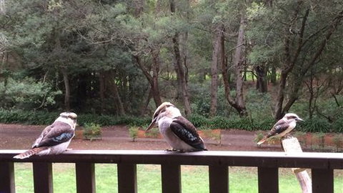 Wildwood Retreat - Hotel Gold Coast 1