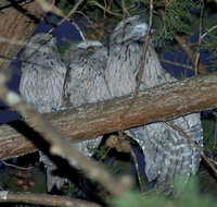 BIG4 Kelso Sands Holiday  Native Wildlife Park - Hotel Gold Coast