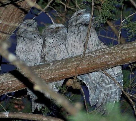 BIG4 Kelso Sands Holiday & Native Wildlife Park - Hotel Gold Coast 0