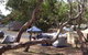 Bimbi Park Camping Under Koalas - thumb 3