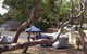 Bimbi Park Camping Under Koalas - thumb 1