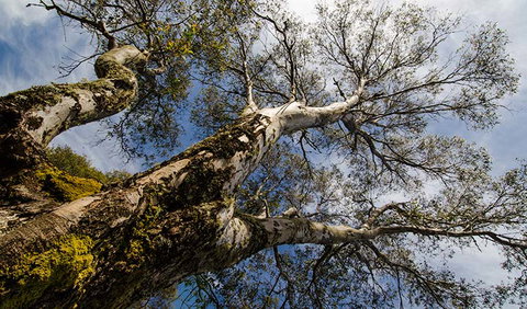 Little Murray Campground - Hotel Gold Coast 2