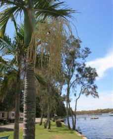 Pelican Park - Hotel Gold Coast 2