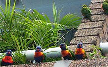 Aquajet Motel - Coffs Harbour - Hotel Gold Coast 4