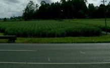 Poinciana Motel - Murwillumbah - Hotel Gold Coast 1