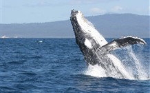 South Seas Motel - Merimbula - Hotel Gold Coast 3