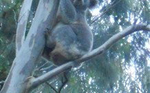 Barrington Tops Organic Retreat - Hotel Gold Coast 7