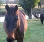 Reynella Kosciusko Rides Accommodation - Hotel Gold Coast