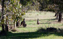 Amazing Country Escapes - Lakeview Luxury Cabins - Hotel Gold Coast 2
