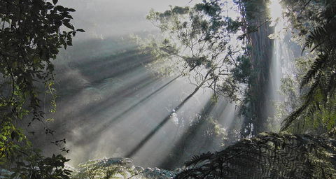 Eastern Dandenong Ranges Visitor Information Centre - Hotel Gold Coast 5