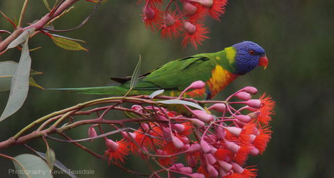 Eastern Dandenong Ranges Visitor Information Centre - Hotel Gold Coast 16