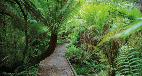 Eastern Dandenong Ranges Visitor Information Centre - Hotel Gold Coast 17