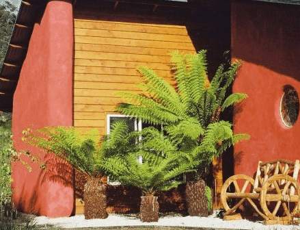 Whispering Spirit Cottage  Miniature Pony Stud - Hotel Gold Coast