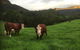Amaroo Valley Springs - thumb 2