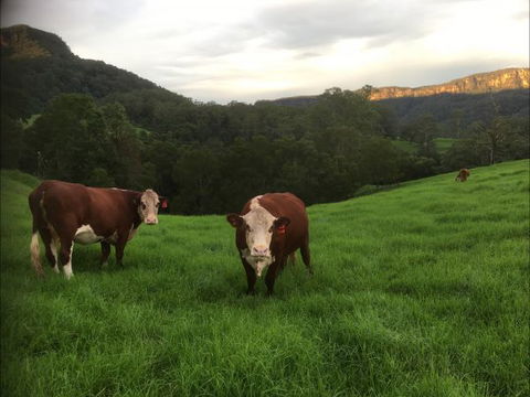 Amaroo Valley Springs - Hotel Gold Coast 2