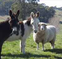 Avaleigh Elms Farmstay - Hotel Gold Coast