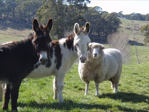 Avaleigh Elms Farmstay - Hotel Gold Coast 0