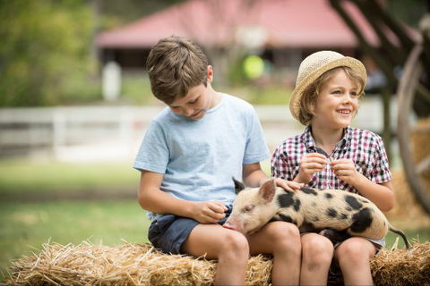 Paradise Country Farmstay - Hotel Gold Coast 8