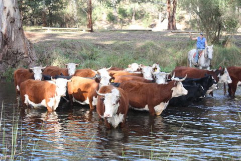 Stockyard Creek - Hotel Gold Coast 3