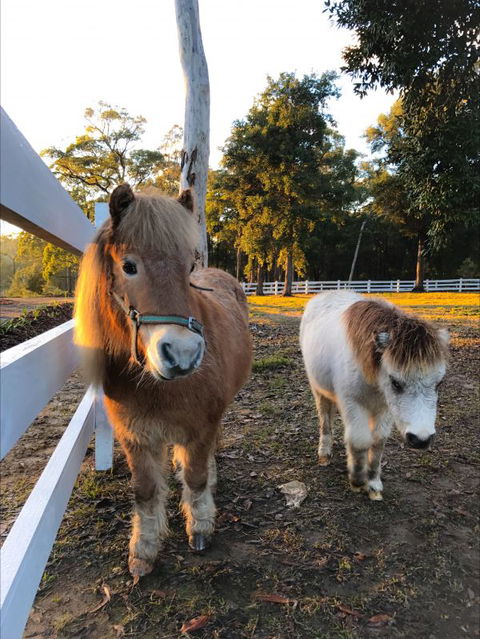 The Woods Farm - Hotel Gold Coast 3