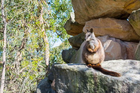 Waterfall Springs Retreat And Wildlife Sanctuary - Hotel Gold Coast 9