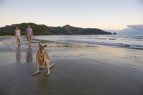 Cape Hillsborough National Park Camping - Hotel Gold Coast 1