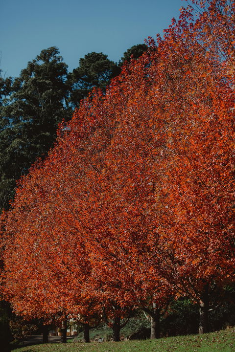 Dennarque Estate - Hotel Gold Coast 6