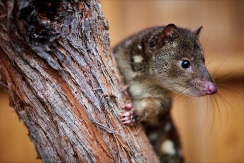 Great Ocean Ecolodge - Hotel Gold Coast 4