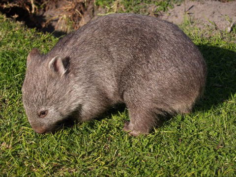 The Patriarch Wildlife Sanctuary Camping Ground - Hotel Gold Coast 2