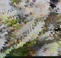 Old Post Office Guesthouse Carcoar - Hotel Gold Coast